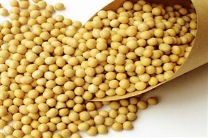 黃豆-深圳市偉泰發餐飲管理有限公司